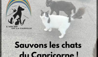 Sauvons les chats du Capricorne !