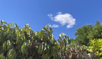Pensez à arroser un minimum les arbustes et les haies de vos jardins