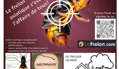 Le frelon asiatique, c’est l’affaire de tous !