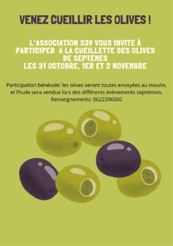 Ceuillette des olives avec l’association S3V