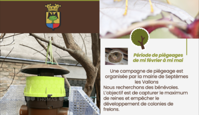 Participez à la lutte contre le frelon asiatique et oriental