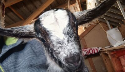 Cabro Estelado, la saison est ouverte !