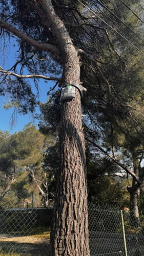 Chenilles processionnaires