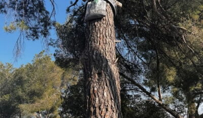 Chenilles processionnaires