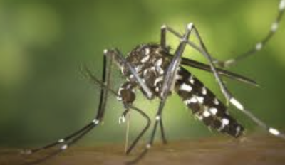 Objectif : zéro moustique tigre !