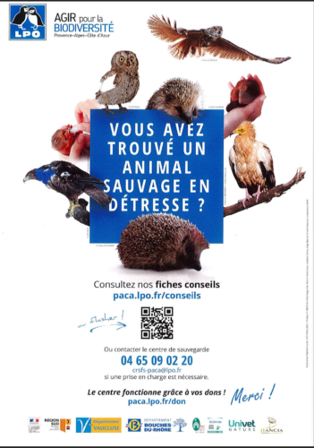 Vous avez trouvé un animal sauvage en détresse ?