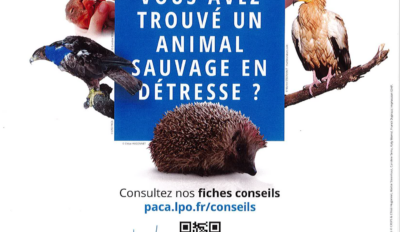 Vous avez trouvé un animal sauvage en détresse ?